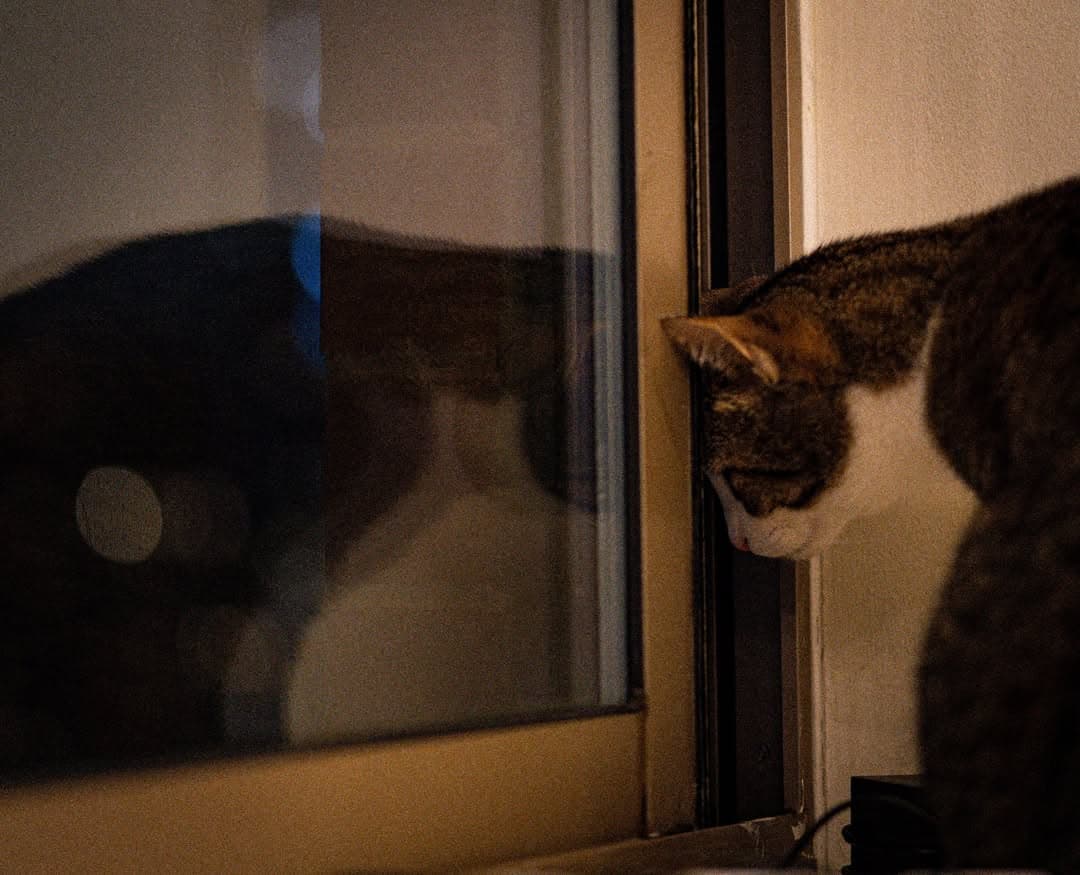 A tabby-and-white cat presses its face to a windowpane at night, its reflection visible in the glass.